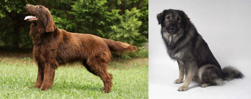 Istrian Sheepdog vs Flat-Coated Retriever - Breed Comparison