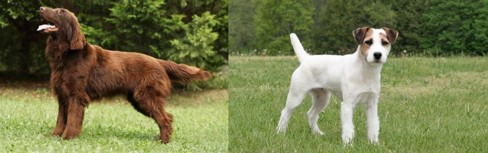 Jack Russell Terrier vs Flat-Coated Retriever - Breed Comparison