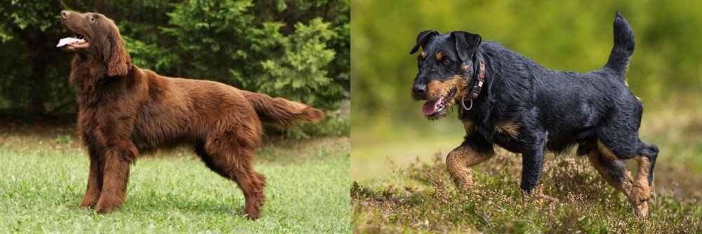 Jagdterrier vs Flat-Coated Retriever - Breed Comparison