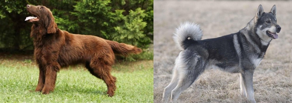 Jamthund vs Flat-Coated Retriever - Breed Comparison