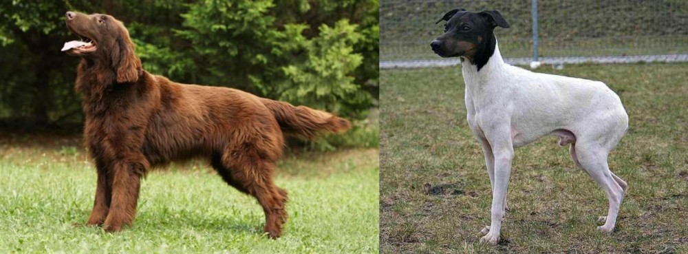 Japanese Terrier vs Flat-Coated Retriever - Breed Comparison