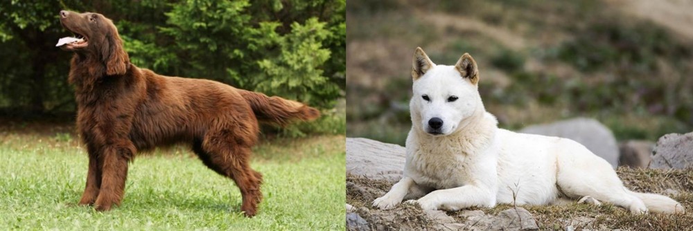 Jindo vs Flat-Coated Retriever - Breed Comparison