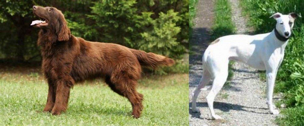 Kaikadi vs Flat-Coated Retriever - Breed Comparison