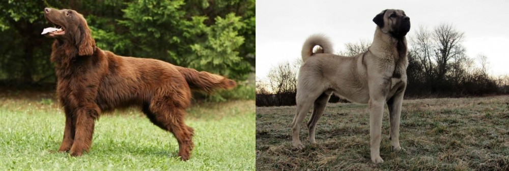 Kangal Dog vs Flat-Coated Retriever - Breed Comparison