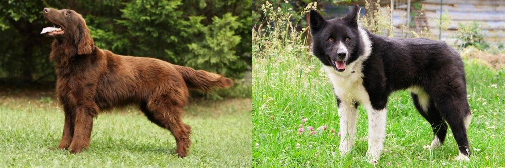 Karelian Bear Dog vs Flat-Coated Retriever - Breed Comparison