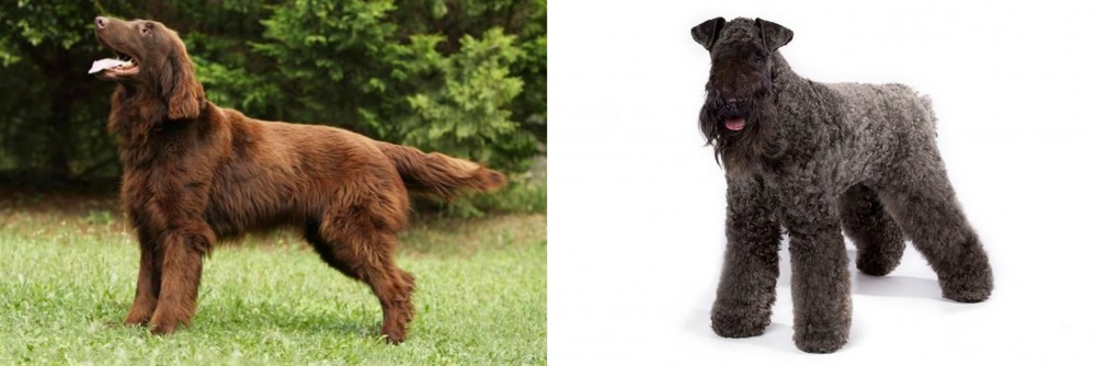 Kerry Blue Terrier vs Flat-Coated Retriever - Breed Comparison