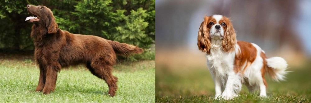 King Charles Spaniel vs Flat-Coated Retriever - Breed Comparison