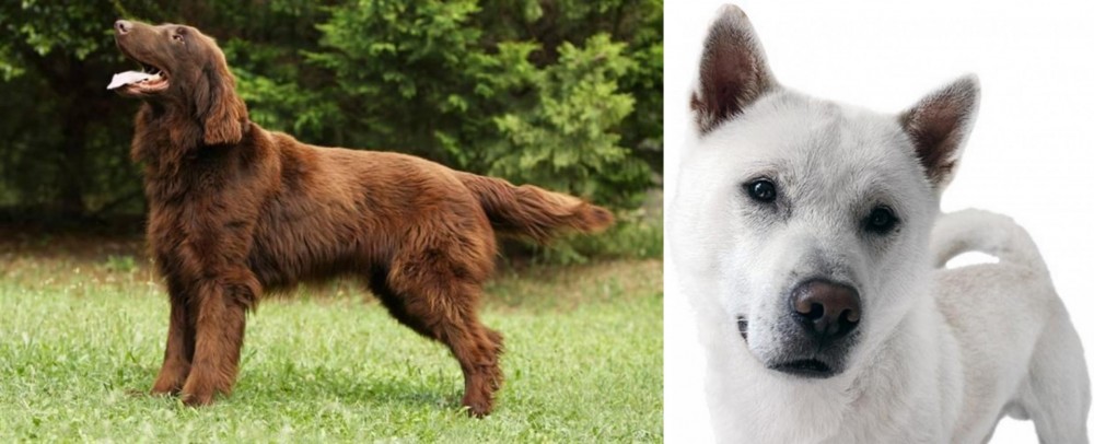 Kishu vs Flat-Coated Retriever - Breed Comparison