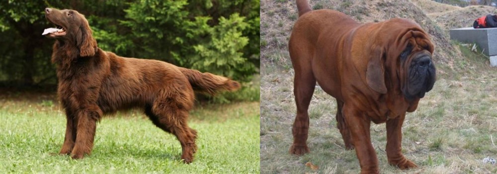 Korean Mastiff vs Flat-Coated Retriever - Breed Comparison