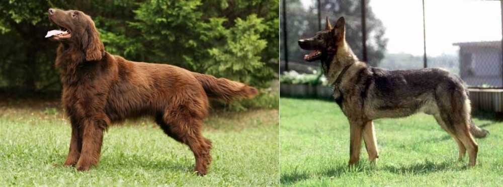 Kunming Dog vs Flat-Coated Retriever - Breed Comparison
