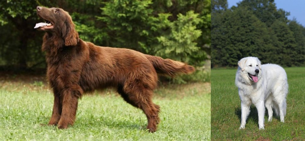 Kuvasz vs Flat-Coated Retriever - Breed Comparison