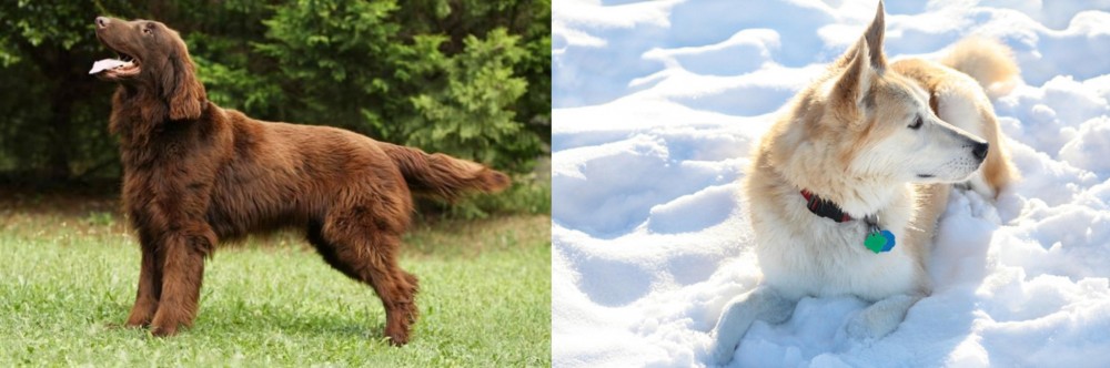 Labrador Husky vs Flat-Coated Retriever - Breed Comparison
