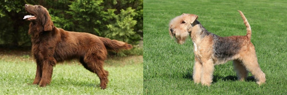 Lakeland Terrier vs Flat-Coated Retriever - Breed Comparison