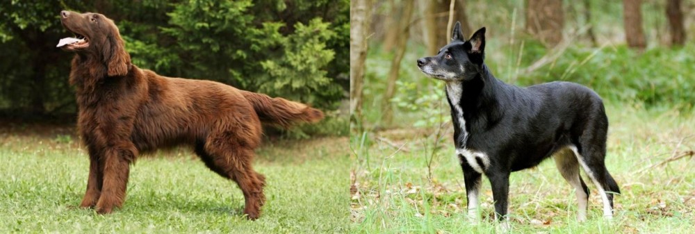 Lapponian Herder vs Flat-Coated Retriever - Breed Comparison