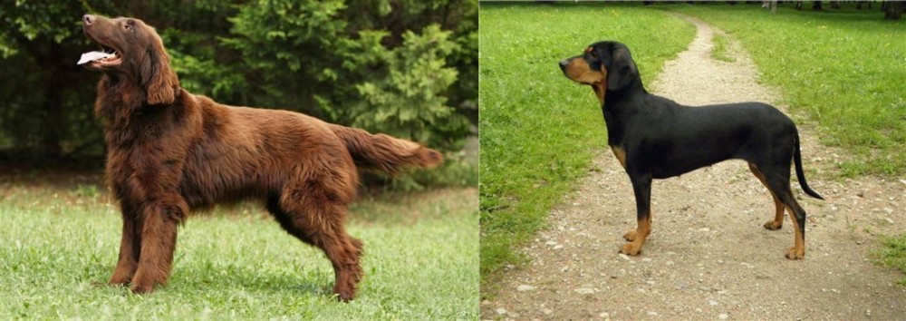 Latvian Hound vs Flat-Coated Retriever - Breed Comparison