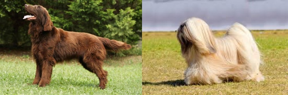 Lhasa Apso vs Flat-Coated Retriever - Breed Comparison