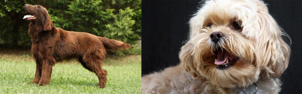 Lhasapoo vs Flat-Coated Retriever - Breed Comparison