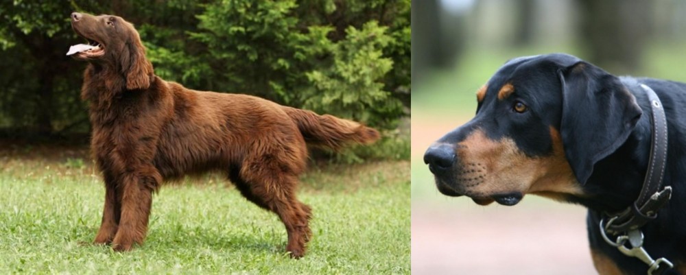 Lithuanian Hound vs Flat-Coated Retriever - Breed Comparison
