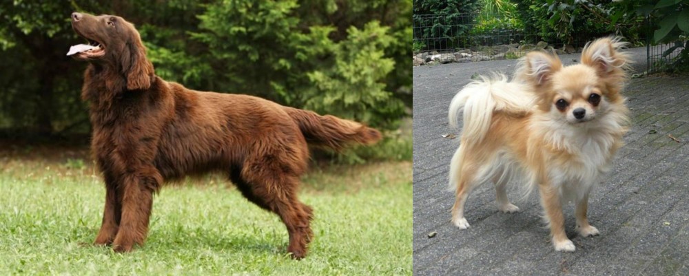 Long Haired Chihuahua vs Flat-Coated Retriever - Breed Comparison