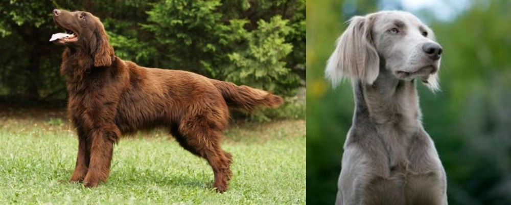 Longhaired Weimaraner vs Flat-Coated Retriever - Breed Comparison