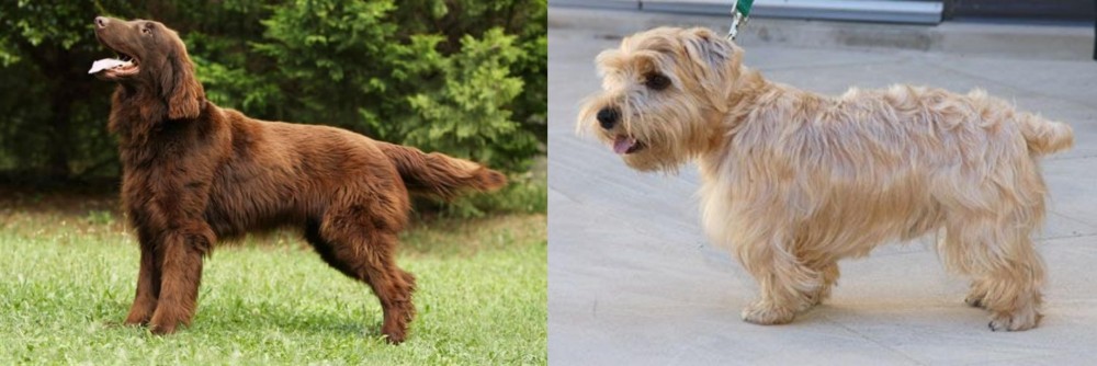 Lucas Terrier vs Flat-Coated Retriever - Breed Comparison