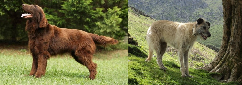 Lurcher vs Flat-Coated Retriever - Breed Comparison