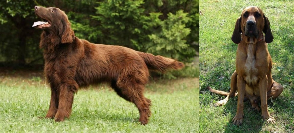 Majestic Tree Hound vs Flat-Coated Retriever - Breed Comparison