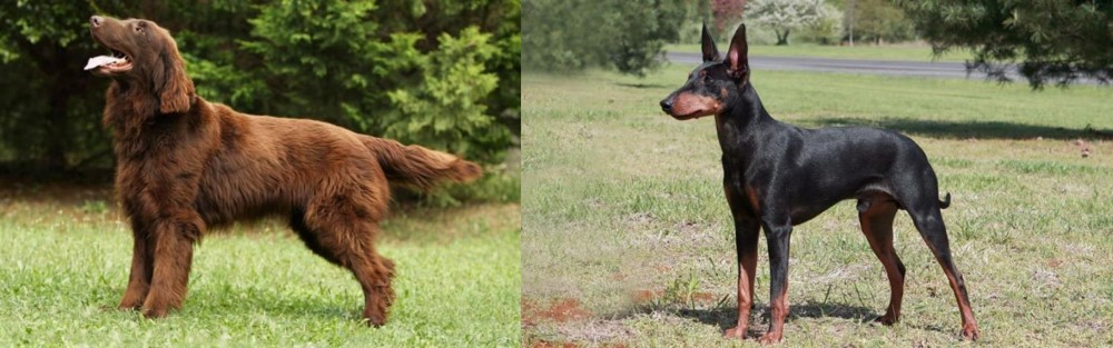 Manchester Terrier vs Flat-Coated Retriever - Breed Comparison