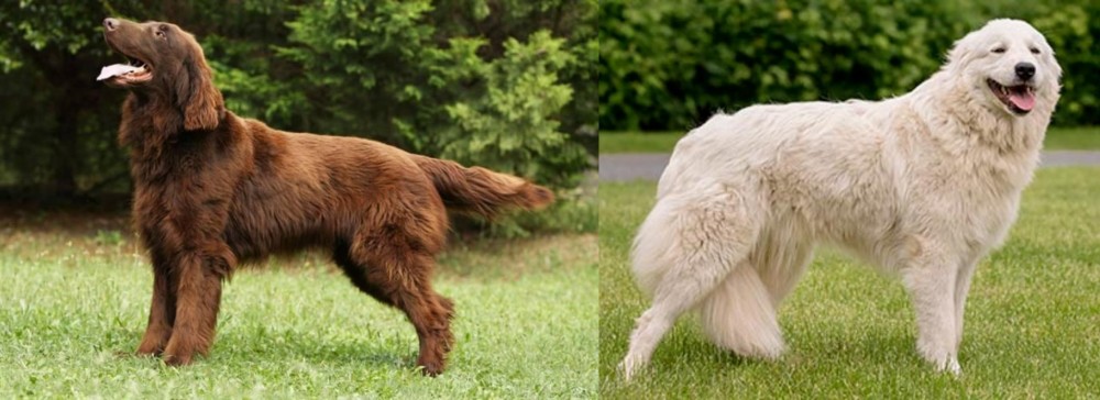 Maremma Sheepdog vs Flat-Coated Retriever - Breed Comparison