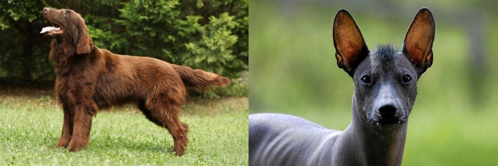 Mexican Hairless vs Flat-Coated Retriever - Breed Comparison
