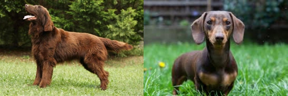 Miniature Dachshund vs Flat-Coated Retriever - Breed Comparison