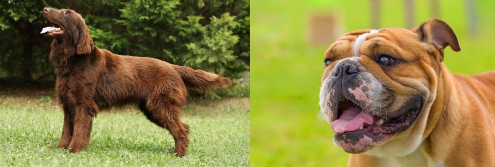 Miniature English Bulldog vs Flat-Coated Retriever - Breed Comparison
