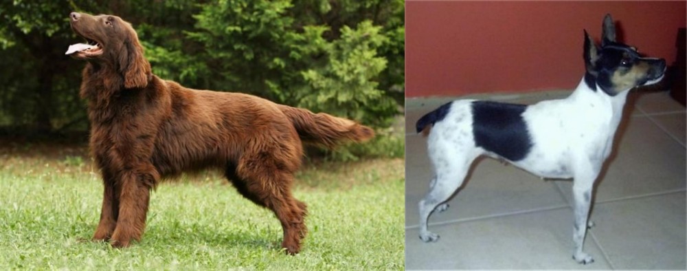 Miniature Fox Terrier vs Flat-Coated Retriever - Breed Comparison