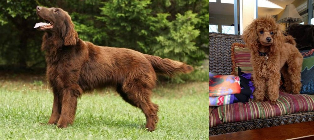 Miniature Poodle vs Flat-Coated Retriever - Breed Comparison