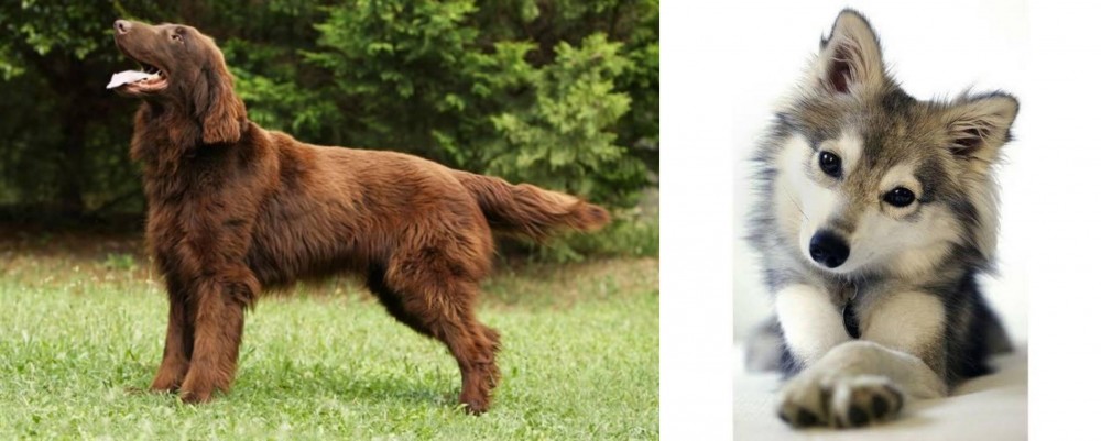Miniature Siberian Husky vs Flat-Coated Retriever - Breed Comparison