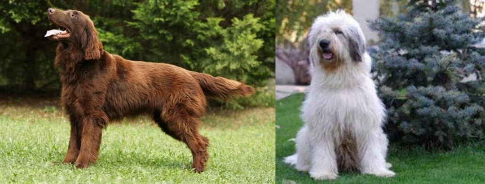 Mioritic Sheepdog vs Flat-Coated Retriever - Breed Comparison