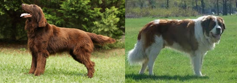 Moscow Watchdog vs Flat-Coated Retriever - Breed Comparison