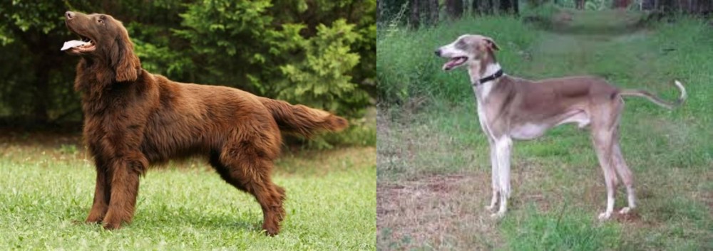Mudhol Hound vs Flat-Coated Retriever - Breed Comparison