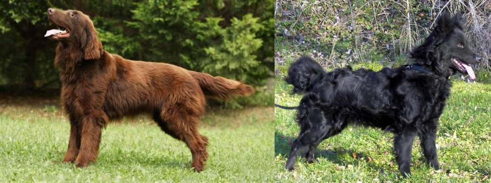 Mudi vs Flat-Coated Retriever - Breed Comparison