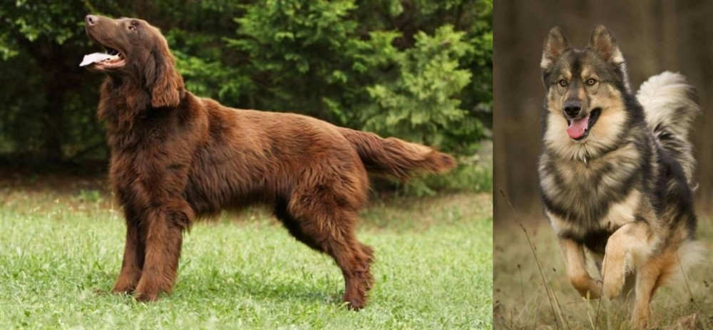 Native American Indian Dog vs Flat-Coated Retriever - Breed Comparison