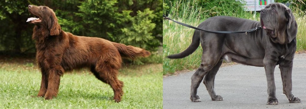 Neapolitan Mastiff vs Flat-Coated Retriever - Breed Comparison