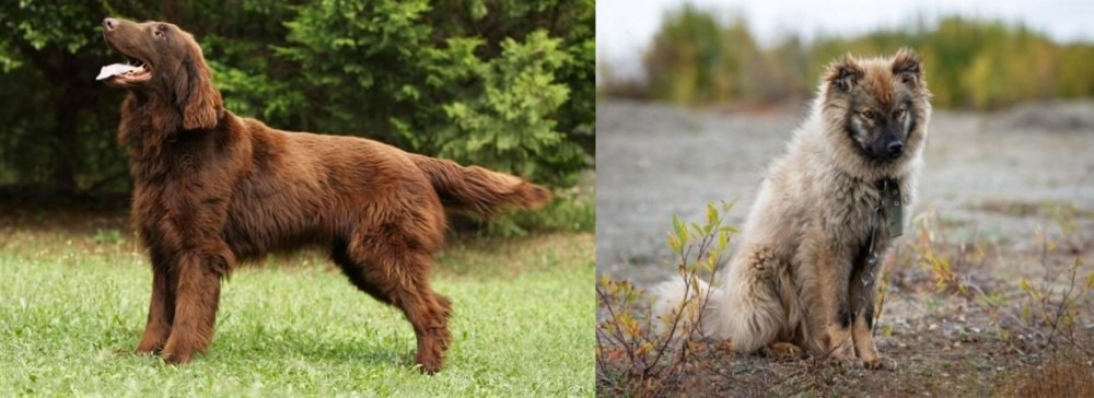 Nenets Herding Laika vs Flat-Coated Retriever - Breed Comparison