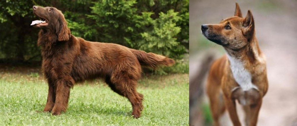 New Guinea Singing Dog vs Flat-Coated Retriever - Breed Comparison