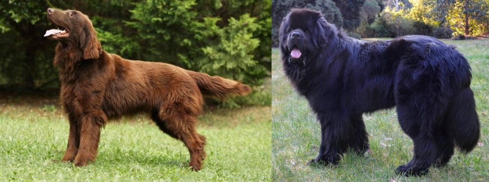 Newfoundland Dog vs Flat-Coated Retriever - Breed Comparison