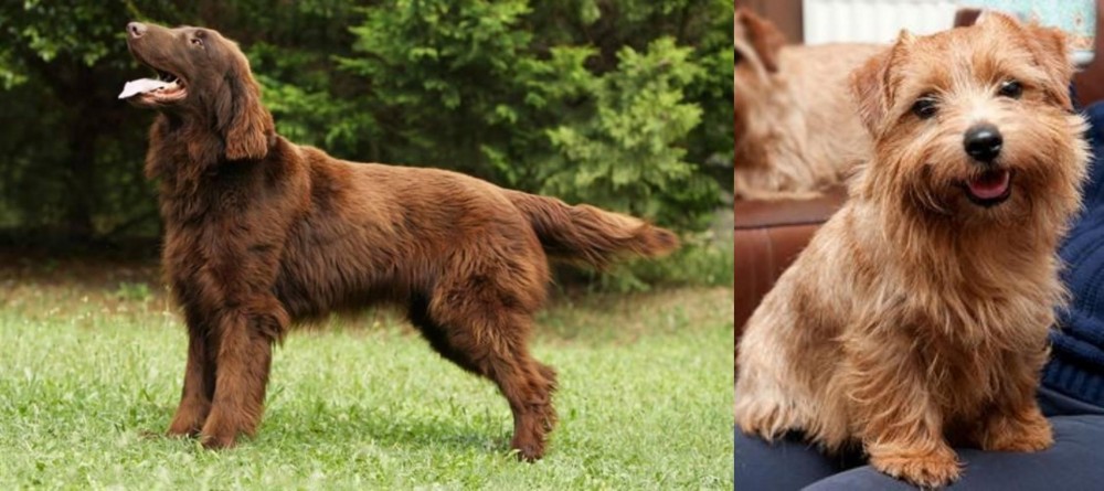 Norfolk Terrier vs Flat-Coated Retriever - Breed Comparison