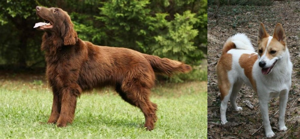 Norrbottenspets vs Flat-Coated Retriever - Breed Comparison