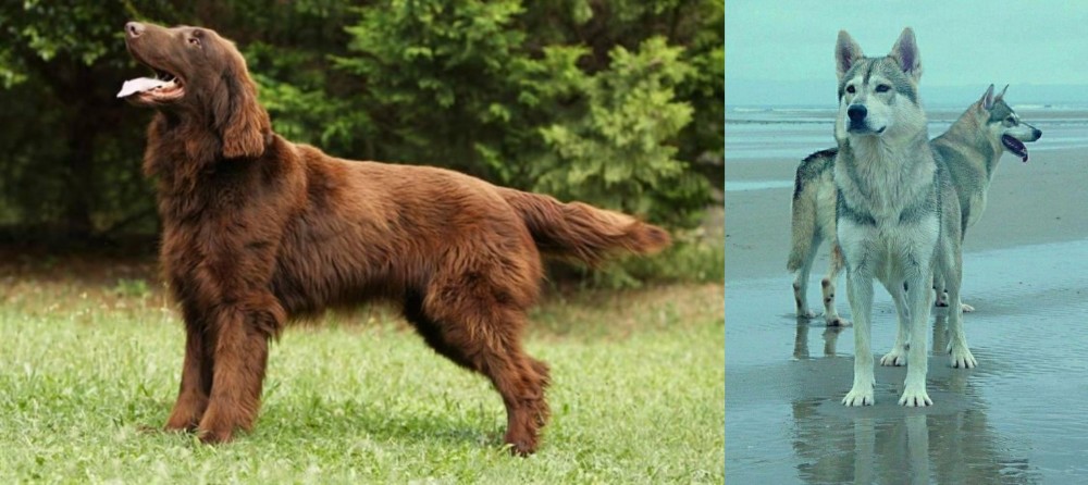 Northern Inuit Dog vs Flat-Coated Retriever - Breed Comparison