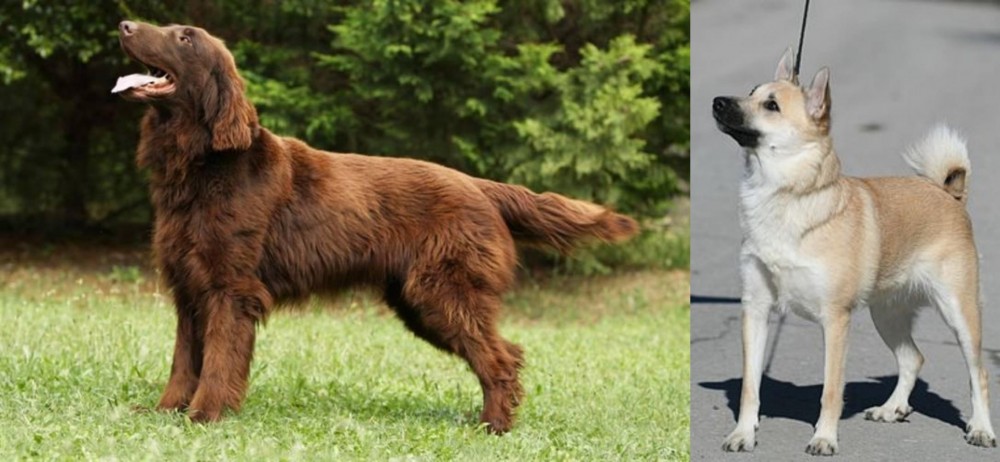Norwegian Buhund vs Flat-Coated Retriever - Breed Comparison