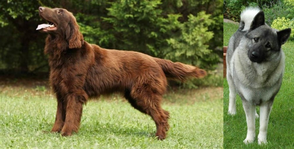 Norwegian Elkhound vs Flat-Coated Retriever - Breed Comparison