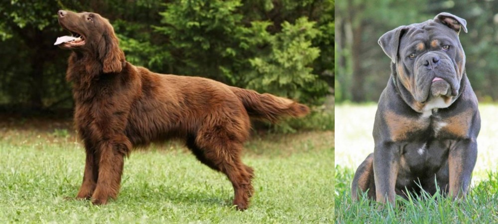 Olde English Bulldogge vs Flat-Coated Retriever - Breed Comparison